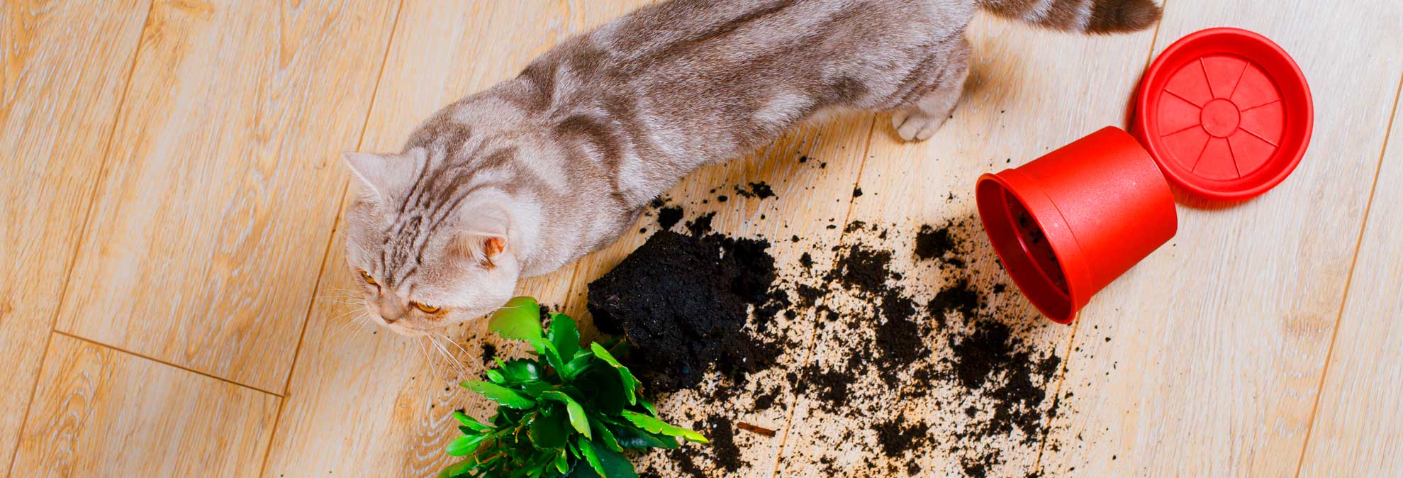 Best Vacuums for Hardwood Floors Consumer Reports